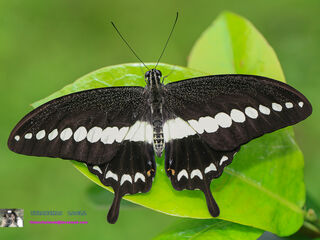 Papilio demolion demolion