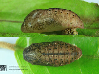 Arhopala alitaeus mirabella