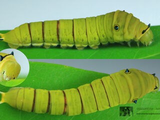 Graphium doson actor