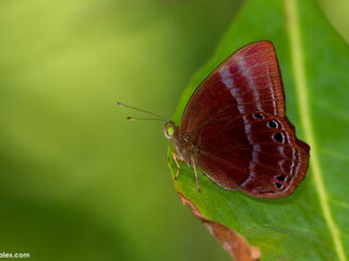 Abisara saturata kausambioides