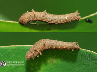 Pantoporia paraka paraka