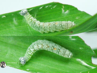 Gangara thyrsis thyrsis