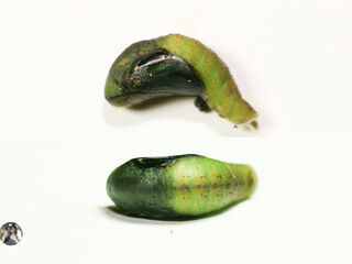 Cheritrella truncipennis