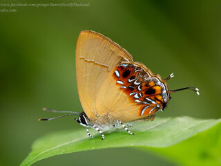 Semanga superba deliciosa