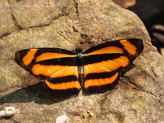 Lasippa viraja viraja