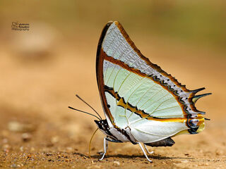 Polyura dolon grandis