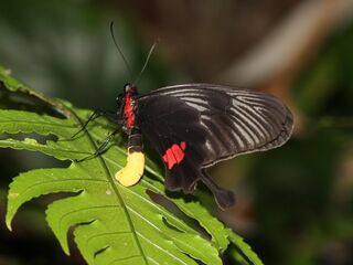 Losaria neptunus neptunus