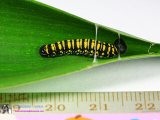 Pithauria stramineipennis stramineipennis