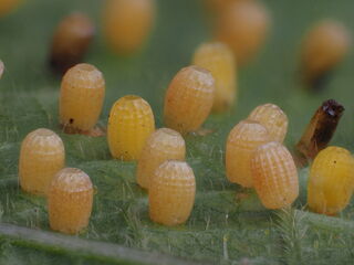 Cethosia cyane euanthes