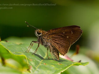 Isma protoclea obscura