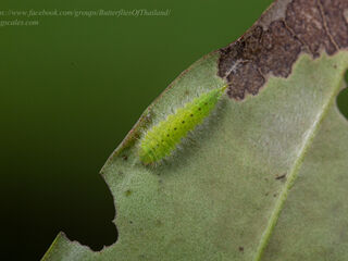 Dodona deodata deodata