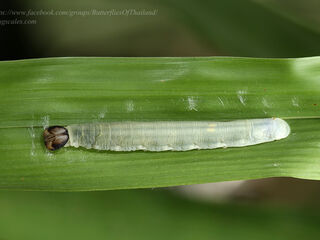 Caltoris cahira austeni