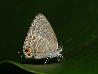 Catopyrops ancyra aberrans