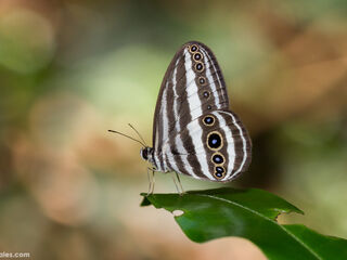 Ragadia critias critias