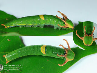 Polyura schreiber assamensis