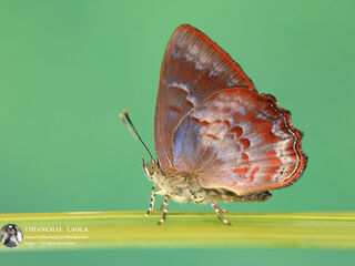 Simiskina phalia potina