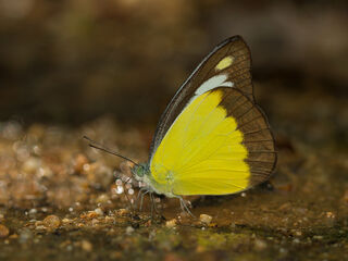 Appias lyncida vasava