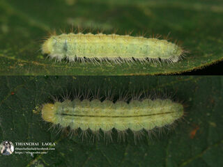 Abisara bifasciata angulata