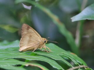 Hasora myra funebris