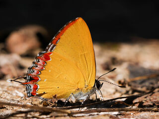 Heliophorus kohimensis elioti