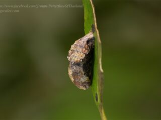 Rachana jalindra indra