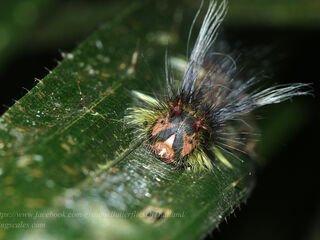 Amathuxidia amythaon annamensis