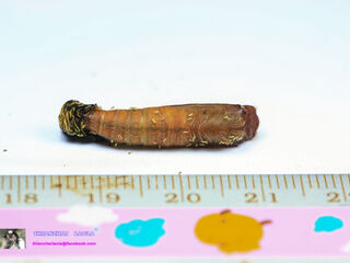 Pithauria stramineipennis stramineipennis