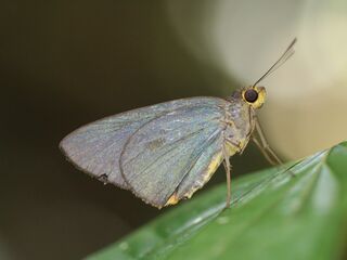 Pirdana distanti distanti