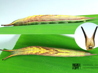 Lethe mekara crijnana