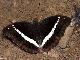 Euthalia monilis monilis