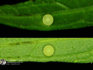 Celaenorrhinus leucocera