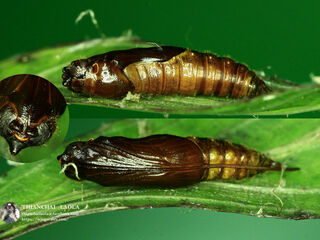 Celaenorrhinus leucocera