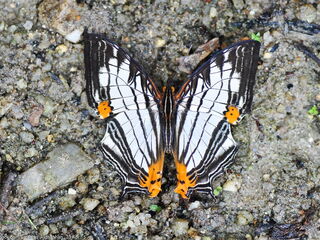 Cyrestis maenalis martini