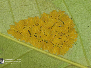 Poritia erycinoides elsiei