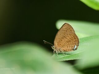 Arhopala antimuta antimuta