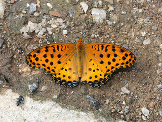 Argyreus hyperbius hyperbius