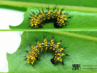 Nymphalis canace canace