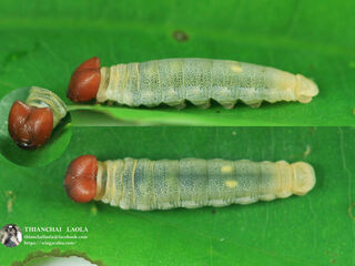 Tagiades japetus ravi