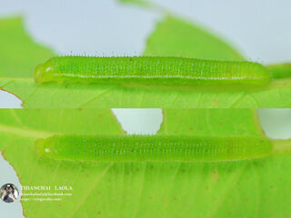Eurema hecabe hecabe