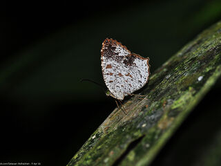 Allotinus fabius arrius