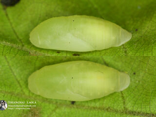 Arhopala birmana birmana