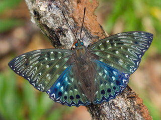 Dichorragia nesimachus nesimachus