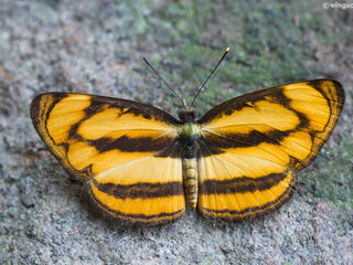 Pantoporia paraka paraka