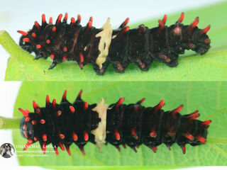 Pachliopta aristolochiae goniopeltis
