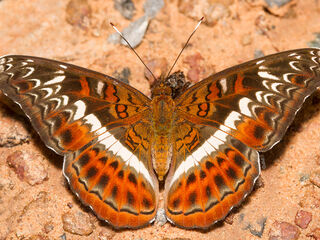 Lebadea martha martha