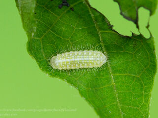 Thaduka multicaudata multicaudata