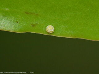 Suasa lisides suessa