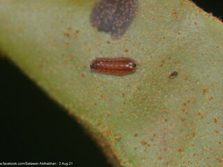 Charana mandarina splendida