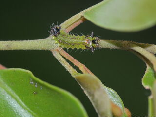 Semanga superba deliciosa