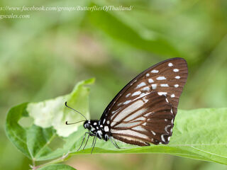 Graphium macareus perakensis